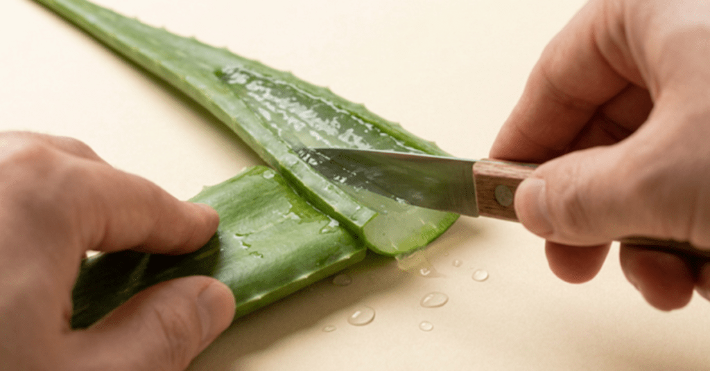 Fresh aloe vera leaf being cut open.